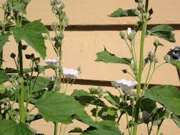 Image result for Althaea officinalis