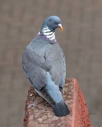 Image result for Columba palumbus