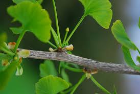 Attēlu rezultāti vaicājumam “Ginkgo biloba female flower”
