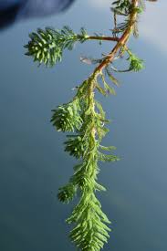 「粉綠狐尾藻」的圖片搜尋結果