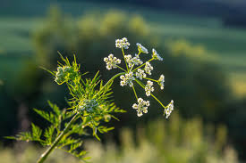 Attēlu rezultāti vaicājumam “Carum carvi flower”