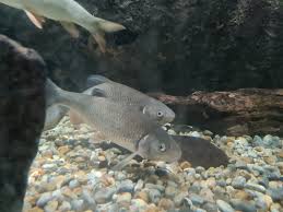 Image result for Squalius cephalus