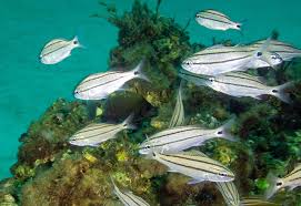 Image result for Haemulon aurolineatum