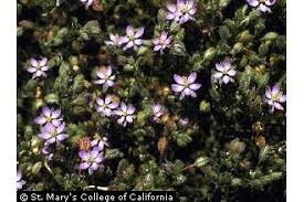 Attēlu rezultāti vaicājumam “Spergularia rubra flower”