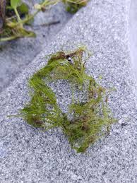 Attēlu rezultāti vaicājumam “Chara globularis”