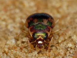 Attēlu rezultāti vaicājumam “Omophron limbatum”