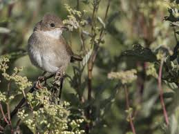 Attēlu rezultāti vaicājumam “Sylvia communis adult”
