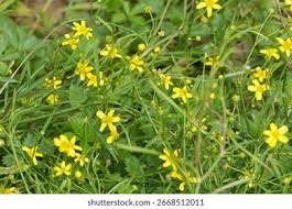 Attēlu rezultāti vaicājumam “Ranunculus flammula bud”