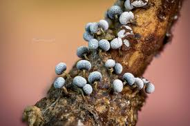 Attēlu rezultāti vaicājumam “Craterium aureonucleatum”