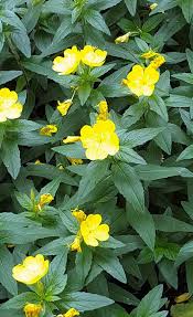 Attēlu rezultāti vaicājumam “Oenothera biennis flower”