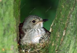 Attēlu rezultāti vaicājumam “Muscicapa striata nest”