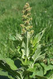 Attēlu rezultāti vaicājumam “Chenopodium bonus-henricus leaf”