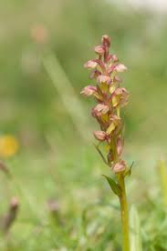 Attēlu rezultāti vaicājumam “Coeloglossum viride flower”