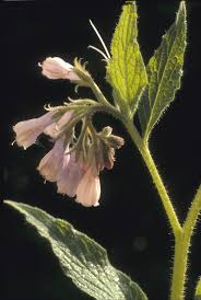 Attēlu rezultāti vaicājumam “Symphytum officinale flower”