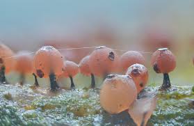 Attēlu rezultāti vaicājumam “Enerthenema papillatum”