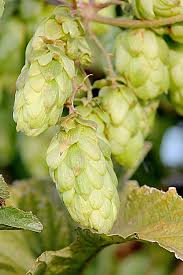 Attēlu rezultāti vaicājumam “Humulus lupulus bud”