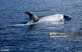 Image result for Grampus griseus