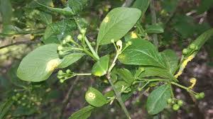 Attēlu rezultāti vaicājumam “Melampsora epitea”