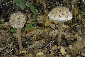 Attēlu rezultāti vaicājumam “Macrolepiota”