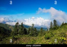 Attēlu rezultāti vaicājumam “Abies mariesii”