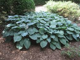 Image result for Hosta sieboldiana 'Elegans'