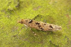 Attēlu rezultāti vaicājumam “Ypsolopha asperella”