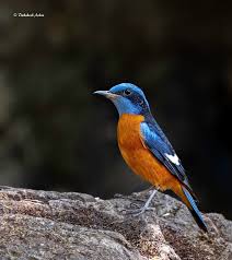 Attēlu rezultāti vaicājumam “Muscicapidae”