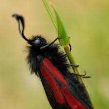 Attēlu rezultāti vaicājumam “Vanessa cardui underside”