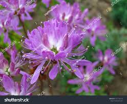 Attēlu rezultāti vaicājumam “Rhododendron canadense flower”