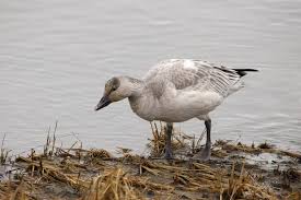 Attēlu rezultāti vaicājumam “Somateria mollissima juvenile”