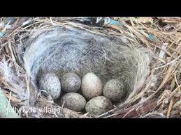 Attēlu rezultāti vaicājumam “Motacilla alba nest”