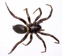 Attēlu rezultāti vaicājumam “Gnaphosidae”