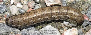 Attēlu rezultāti vaicājumam “Euxoa nigricans”