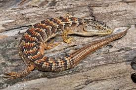 Attēlu rezultāti vaicājumam “Crocallis elinguaria imago”