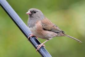 Image result for Junco hyemalis