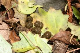 Image result for insect poop