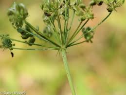 Attēlu rezultāti vaicājumam “Peucedanum oreoselinum leaf”