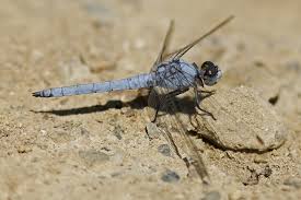 Attēlu rezultāti vaicājumam “Orthetrum brunneum”