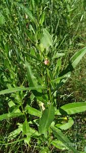 Attēlu rezultāti vaicājumam “Urophora cardui”