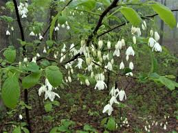 Attēlu rezultāti vaicājumam “Comatricha alta stalked”