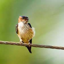 Image result for Cecropis daurica