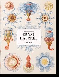 Image result for ernst haeckel