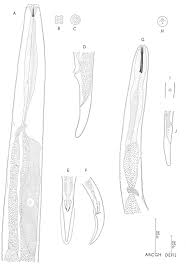 Attēlu rezultāti vaicājumam “Enteridium liceoides sessile”