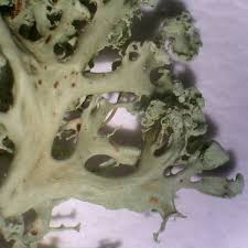 Attēlu rezultāti vaicājumam “Ramalina pollinaria”