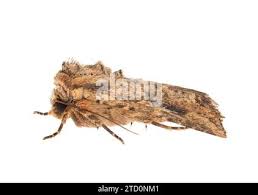 Attēlu rezultāti vaicājumam “Hadula trifolii”