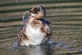 Image result for Podilymbus podiceps