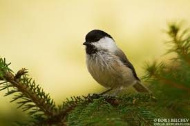 Image result for Poecile montana