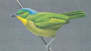 Attēlu rezultāti vaicājumam “Muscicapidae”