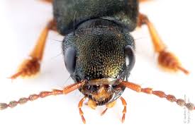 Attēlu rezultāti vaicājumam “Platydracus fulvipes”