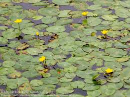 Image result for Seekanne